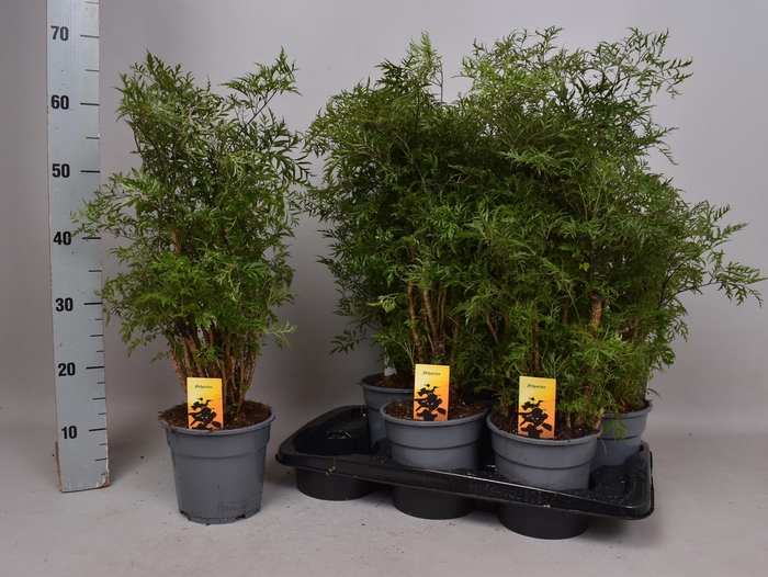 <h4>POLY FRUTICOSA</h4>