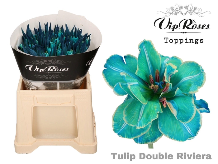 <h4>TU EN OV KLB H%</h4>