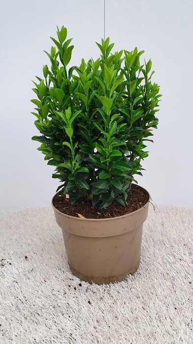 <h4>Euonymus Green Spire</h4>