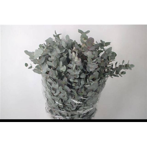 EUC CINEREA PER BOS