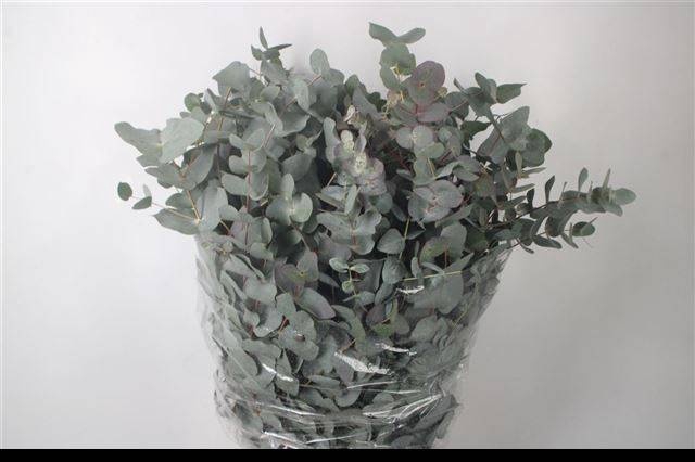 <h4>EUC CINEREA PER BOS</h4>