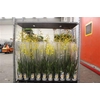 Oncidium Gem 3 Srt1 Branche 50 Bloemen++++