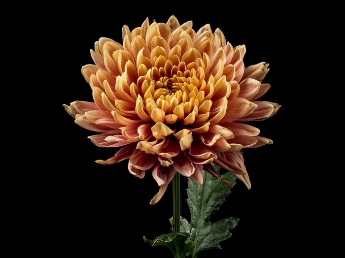 <h4>Chrys Salmon Oefa</h4>