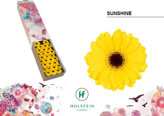 <h4>Germini Sunshine Half doos</h4>