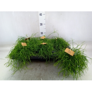 Rhipsalis   ...