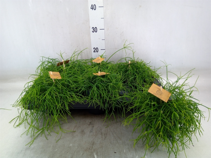 <h4>Rhipsalis   ...</h4>
