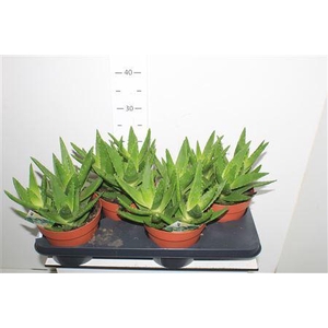Aloe Perfoliata P17