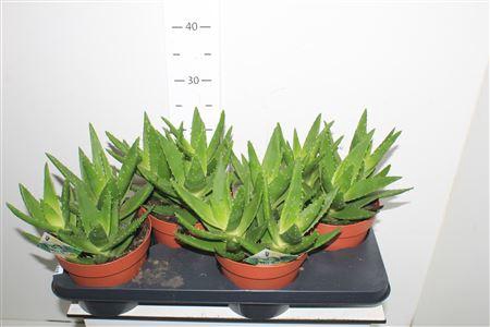 <h4>Aloe Perfoliata P17</h4>