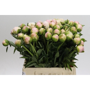 Paeonia In Full Sail