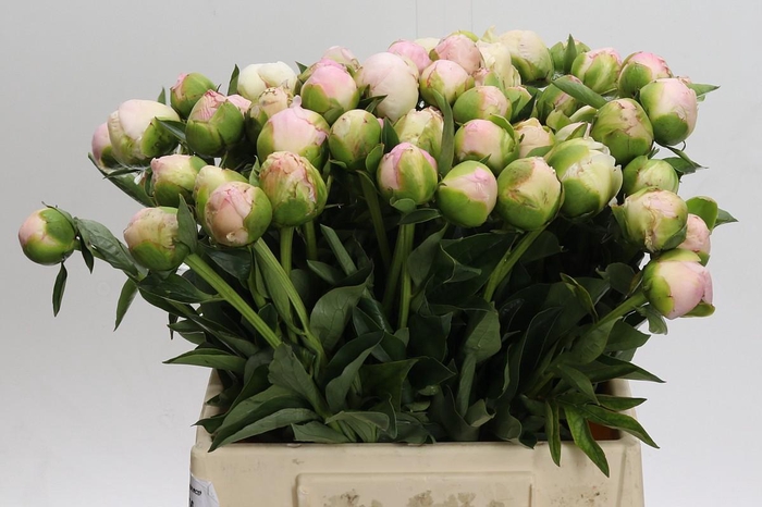 <h4>Paeonia In Full Sail</h4>