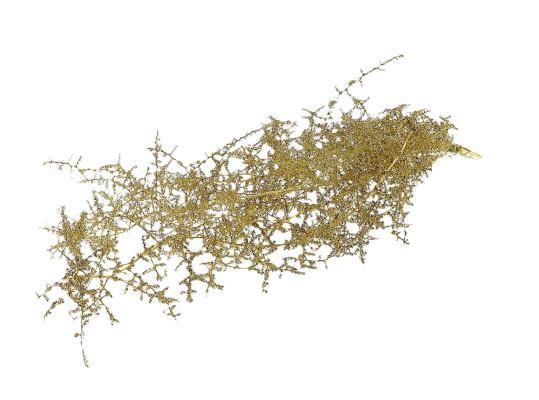 Bunch Asparagus Glitter