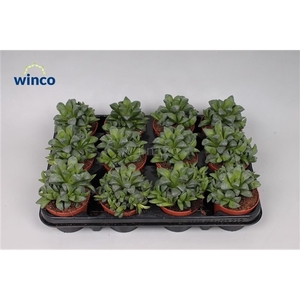 Haworthia Retusa Ssp.