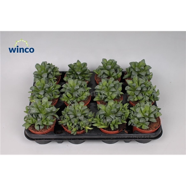 <h4>Haworthia Retusa Ssp.</h4>