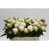 Paeonia Lactiflora Grp 'Snow Princess'