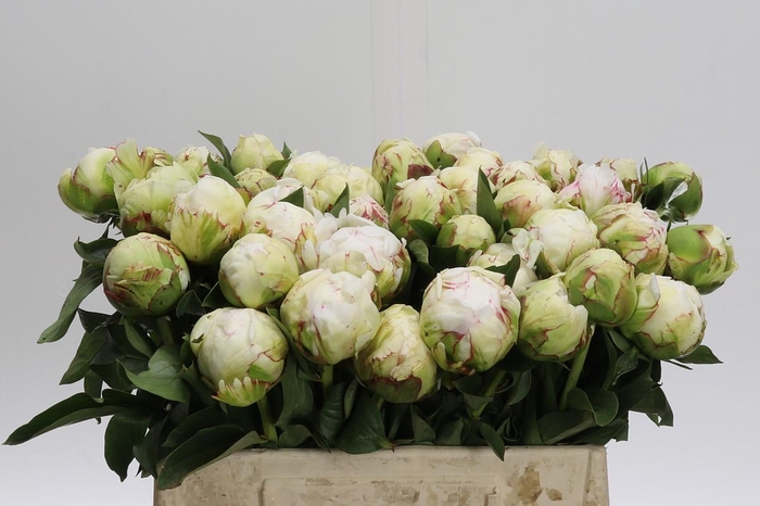 Paeonia Lactiflora Grp 'Snow Princess'