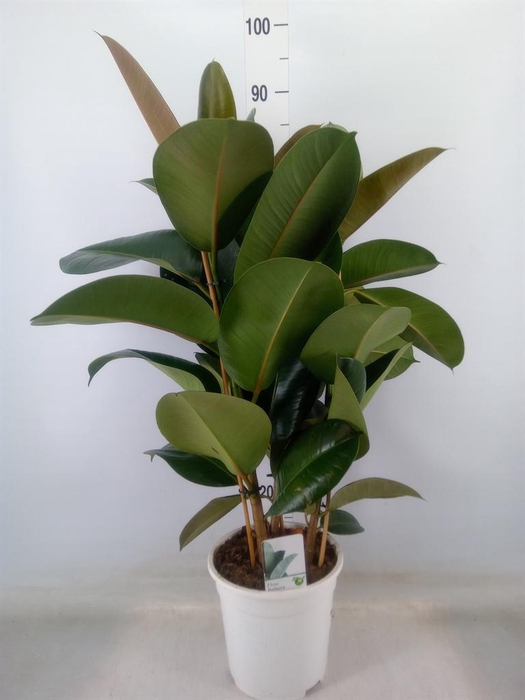 <h4>Ficus   ...</h4>