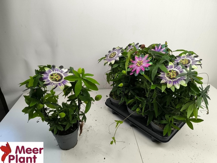 <h4>PASS CAERULEA</h4>