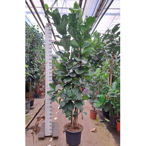 Ficus lyrata