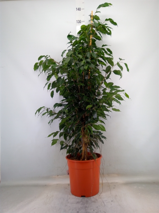 <h4>Ficus benja. 'Danielle'</h4>