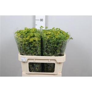 Bupleurum rotundifoliu