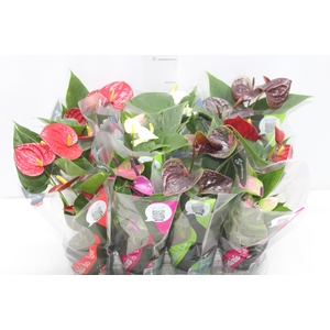 ANTHURIUM VARIADO P09
