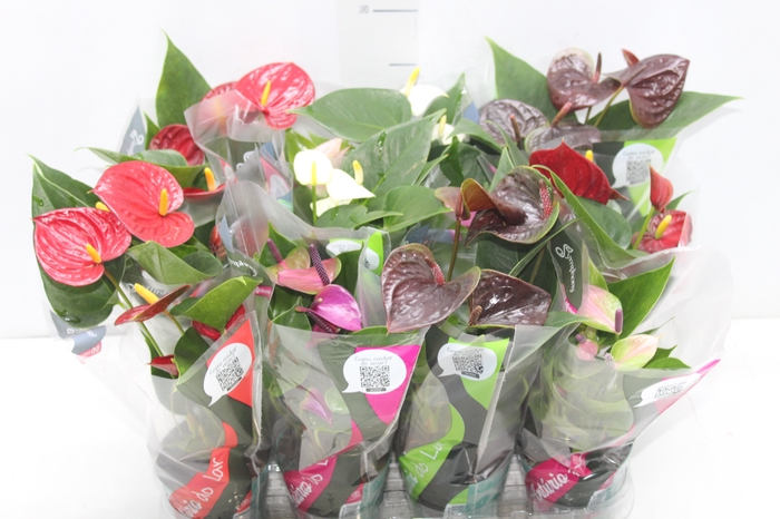 <h4>ANTHURIUM VARIADO P09</h4>