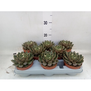 Echeveria   ...not flowering