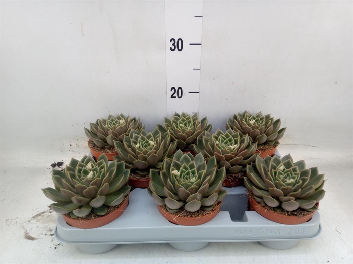 <h4>Echeveria   ...not flowering</h4>