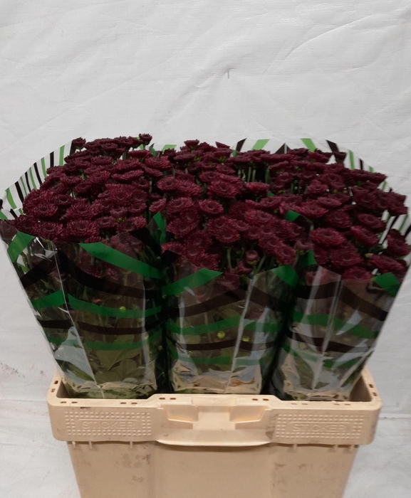 <h4>Chr San Jinda Red</h4>