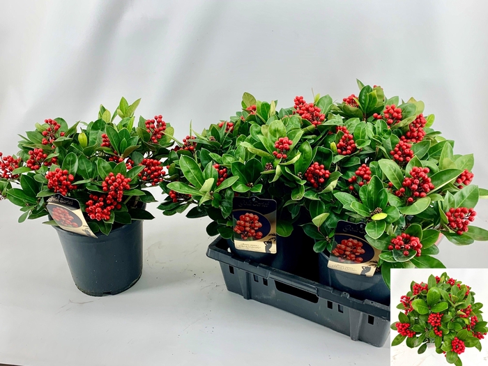 <h4>SKIM J OBSESSION</h4>