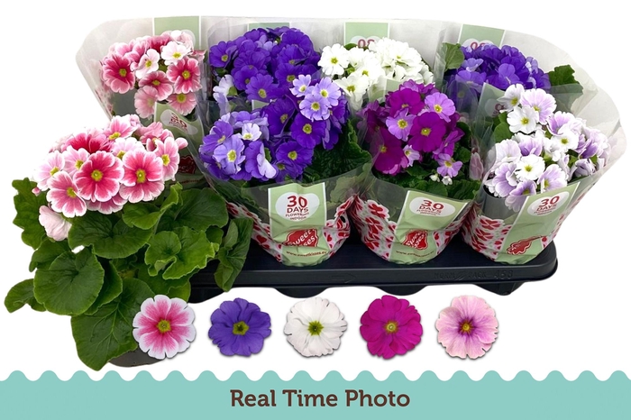 <h4>PRIM OB TM GEM</h4>