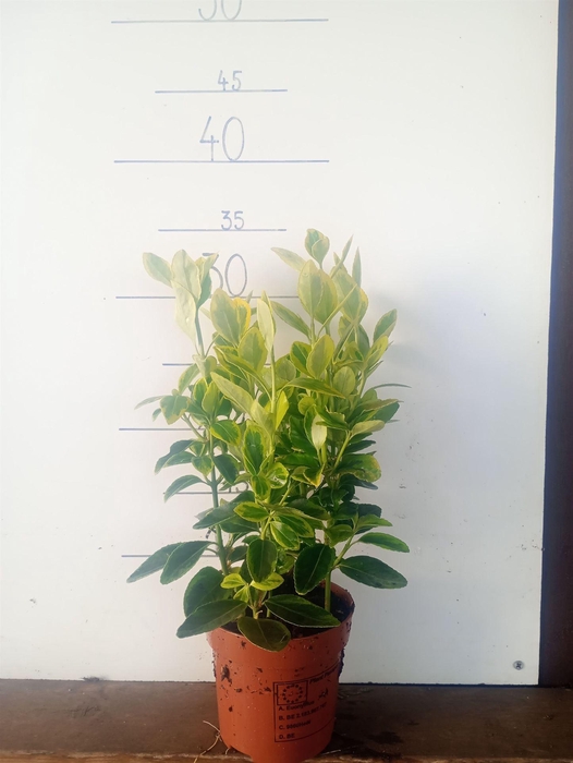 <h4>Euonymus japon. 'Aureus'</h4>