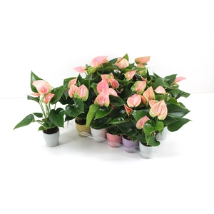 Anthurium Flamingo Pink 7cm met keramiek