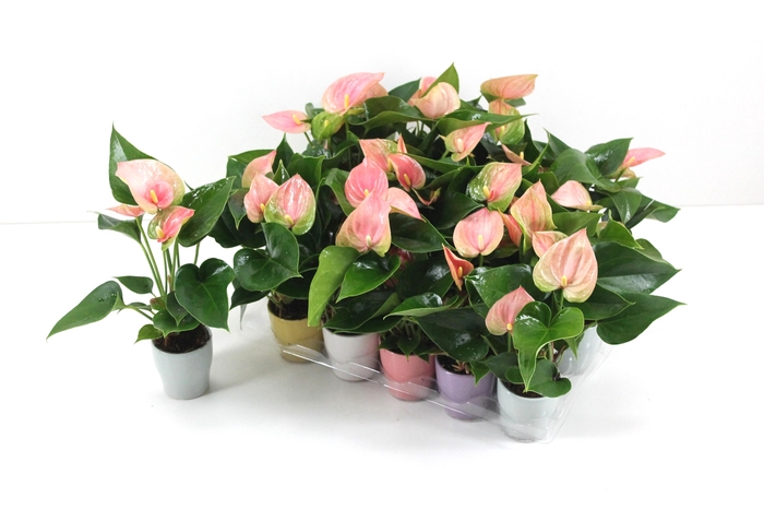 <h4>Anthurium Flamingo Pink 7cm met keramiek</h4>