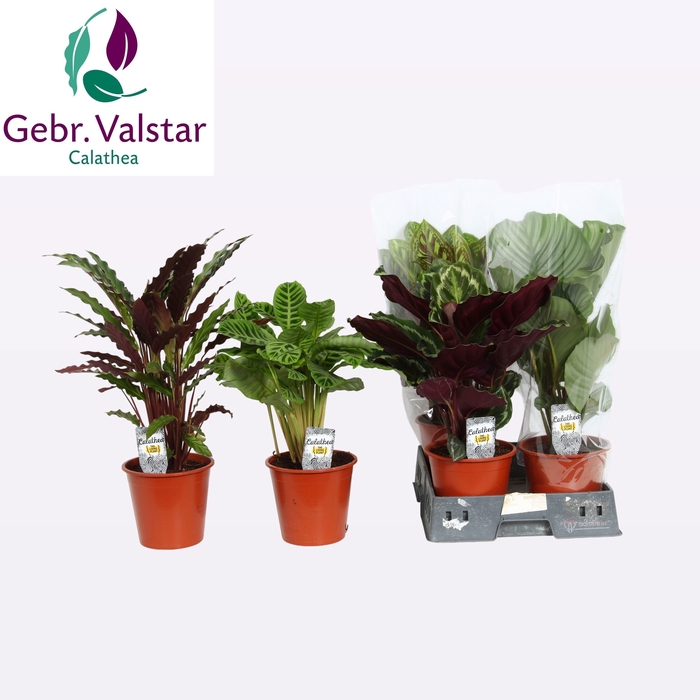 <h4>CALAT GEM 4 SRT</h4>