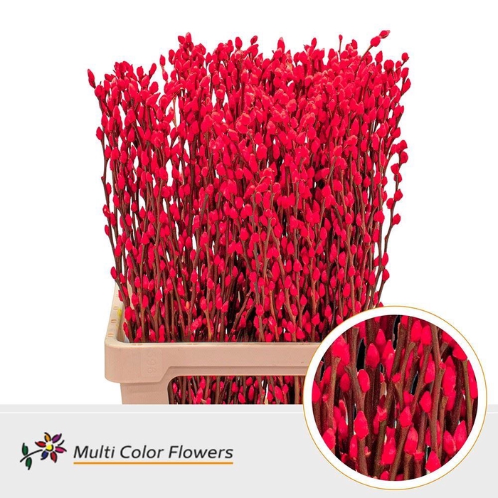 <h4>Salix DYED Red</h4>