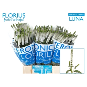 Veron Smart Luna