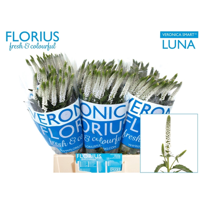 <h4>Veron Smart Luna</h4>