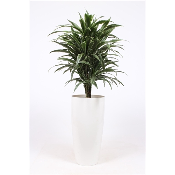 <h4>Dracaena Warneckie in Santorini pot "wit"</h4>