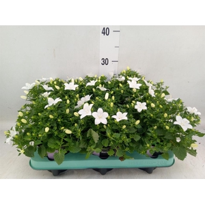 Campanula isoph. 'Atlanta White'