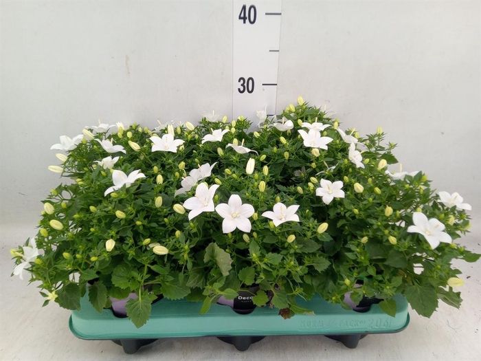 <h4>Campanula isoph. 'Atlanta White'</h4>