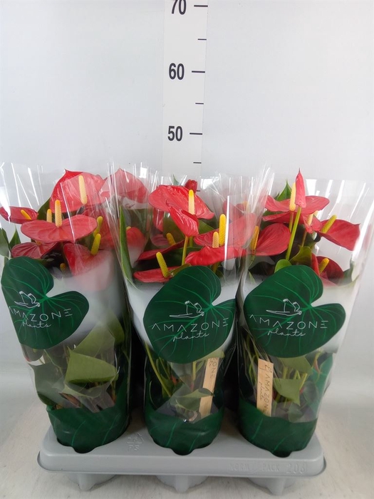 <h4>Anthurium andr. 'Aroha'</h4>