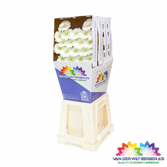 <h4>Germini Albino Diamond</h4>