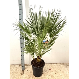 CHAM HUMILIS