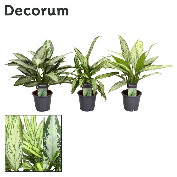 <h4>Aglaonema gemengd (Decorum)</h4>