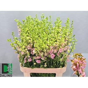 Consolida Q Light Pink 90cm