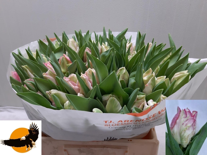 <h4>TU PA ZAMBESI</h4>