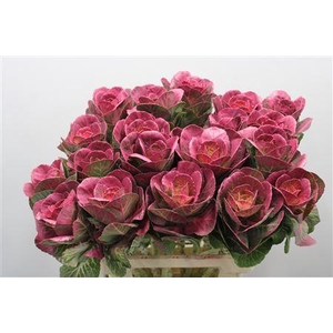 Brass Klb Cerise H%