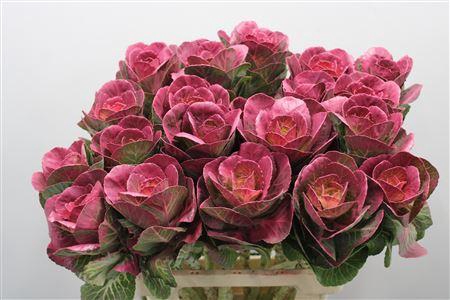 <h4>Brass Klb Cerise H%</h4>