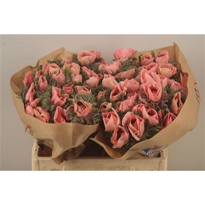 Anemone Powder Salmon